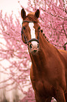 German Riding Horse in the spring