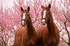 German Riding Horses portrait