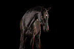 German Riding Horse Portrait