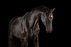 German Riding Horse Portrait