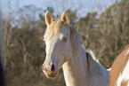 German Riding Horse