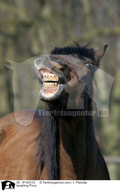 laughing Pony / IP-00312