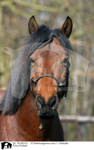 Deutsches Reitpony im Portrait / Pony Portrait / IP-00313