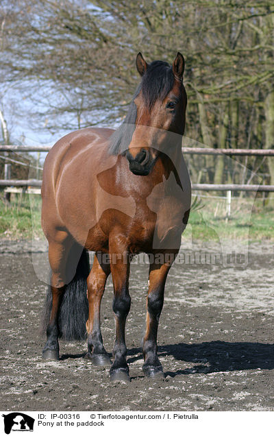 Deutsches Reitpony steht im Auslauf / Pony at the paddock / IP-00316