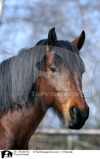 Deutsches Reitpony im Portrait / Pony Portrait / IP-00318