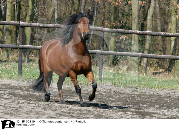 running pony / IP-00319