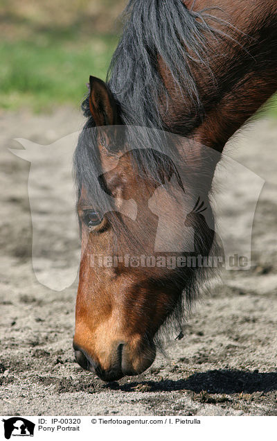 Pony Portrait / IP-00320