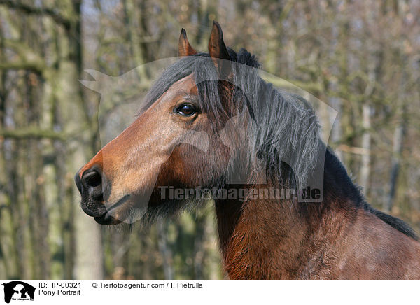 Pony Portrait / IP-00321