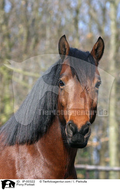 Pony Portrait / IP-00322