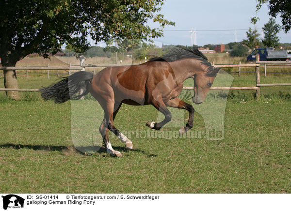 galloping German Riding Pony / SS-01414