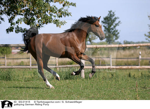 Deutsches Reitpony im Galopp / galloping pony / SS-01415