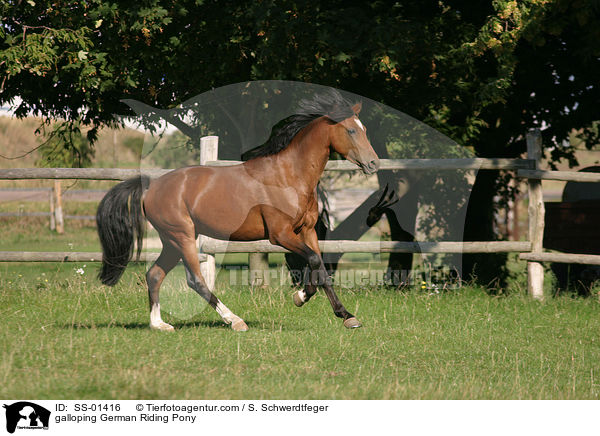 Deutsches Reitpony im Galopp / galloping pony / SS-01416