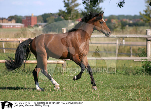 Deutsches Reitpony im Galopp / galloping pony / SS-01417
