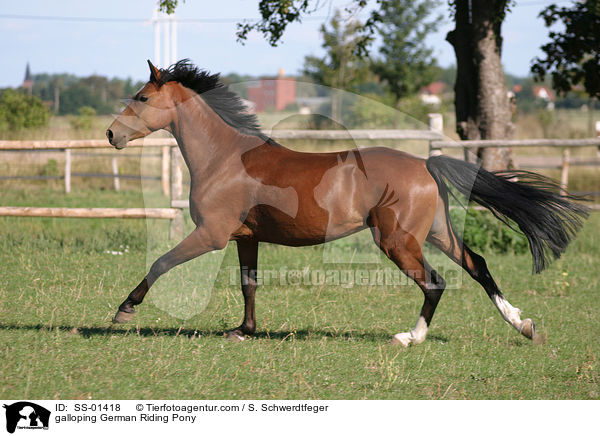 galloping German Riding Pony / SS-01418