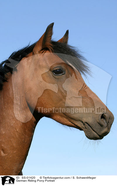 German Riding Pony Portrait / SS-01420