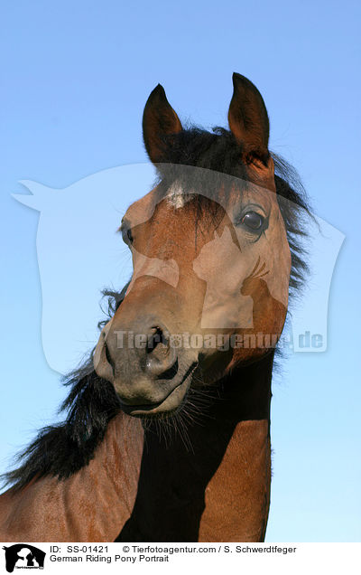 German Riding Pony Portrait / SS-01421