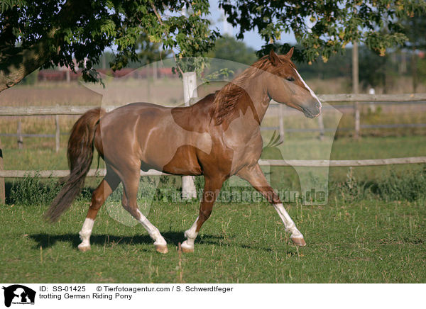 trabendes Deutsches Reitpony / trotting pony / SS-01425