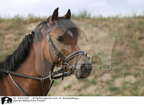 Deutsches Reitpony Portrait / Pony Portrait / SS-01429