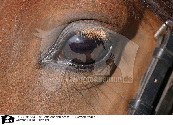 Deutsches Reitpony Auge / pony eye / SS-01433