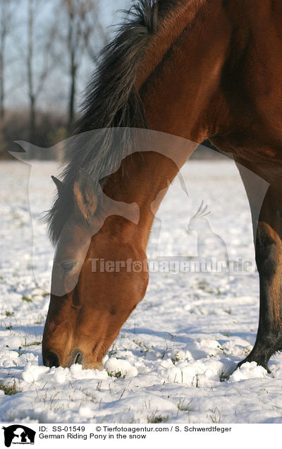 Deutsches Reitpony auf Futtersuche / Pony in the snow / SS-01549