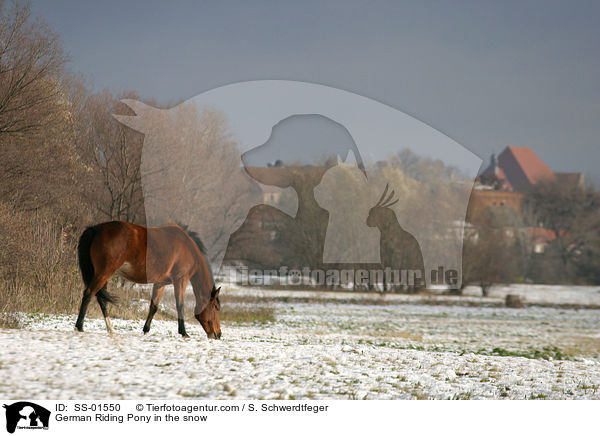 Deutsches Reitpony auf Futtersuche / Pony in the snow / SS-01550