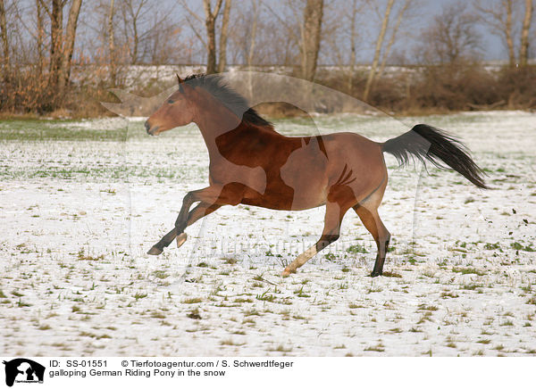 galoppierendes Deutsches Reitpony im Schnee / galloping pony in the snow / SS-01551