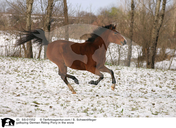 galoppierendes Deutsches Reitpony im Schnee / galloping pony in the snow / SS-01552