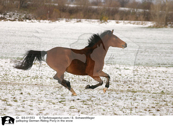 galoppierendes Deutsches Reitpony im Schnee / galloping pony in the snow / SS-01553