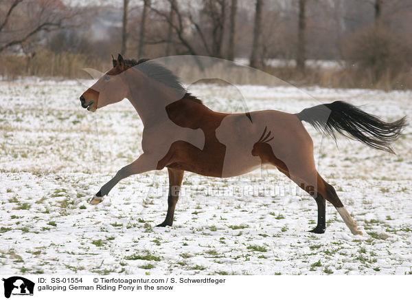 galoppierendes Deutsches Reitpony im Schnee / galloping pony in the snow / SS-01554