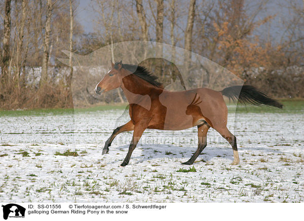 galoppierendes Deutsches Reitpony im Schnee / galloping pony in the snow / SS-01556