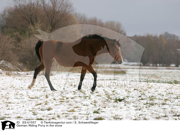Deutsches Reitpony im Schnee / pony in the snow / SS-01557
