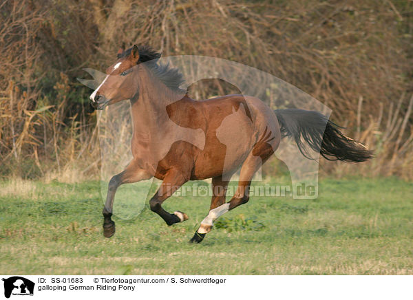 Deutsches Reitpony im Galopp / galloping pony / SS-01683
