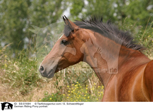 Deutsches Reitpony Portrait / Pony portrait / SS-01684