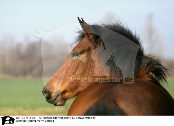 Deutsches Reitpony Portrait / Pony portrait / SS-01685