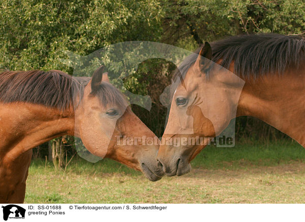 Deutsche Reitponies bei der Begrung / greeting Ponies / SS-01688