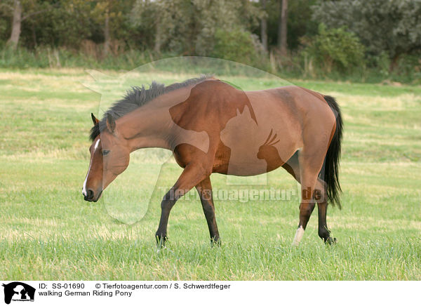 Deutsches Reitpony auf Futtersuche / walking Pony / SS-01690