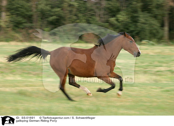 Deutsches Reitpony im Galopp / galloping pony / SS-01691