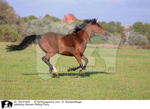 Deutsches Reitpony im Galopp / galloping pony / SS-01693