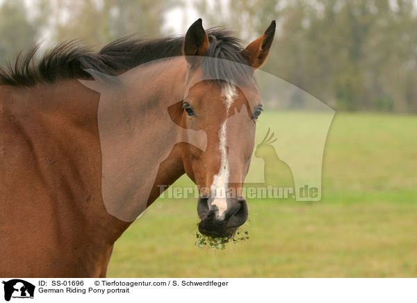 Deutsches Reitpony Portrait / Pony portrait / SS-01696