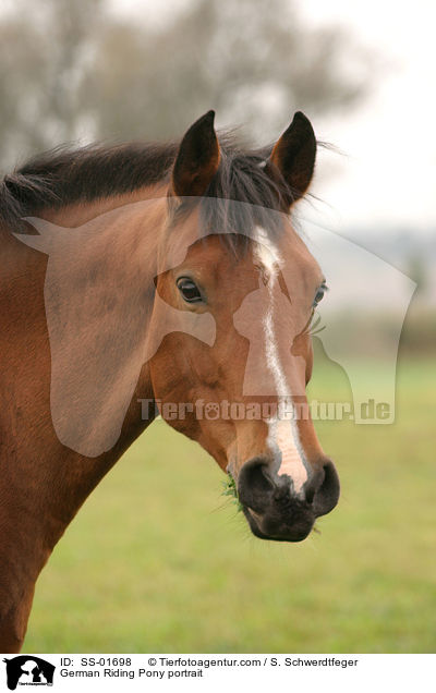 Deutsches Reitpony Portrait / Pony portrait / SS-01698