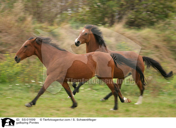 galoppierende Deutsche Reitponies / galloping Ponies / SS-01699