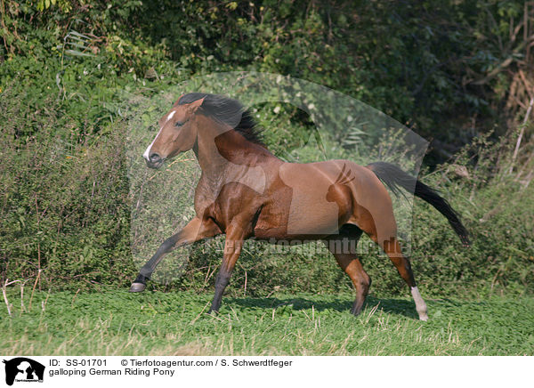 Deutsches Reitpony im Galopp / galloping pony / SS-01701