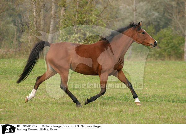 Deutsches Reitpony im Trab / trotting pony / SS-01702