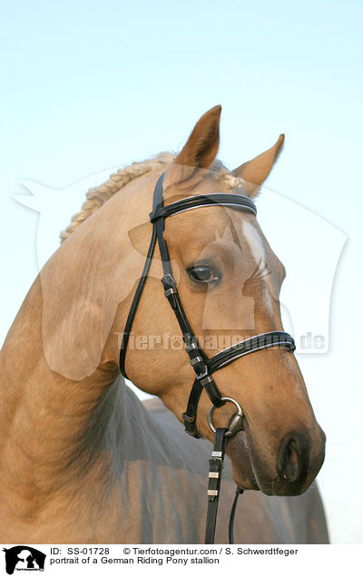 Reitpony Hengst Portrait / portrait of a pony stallion / SS-01728