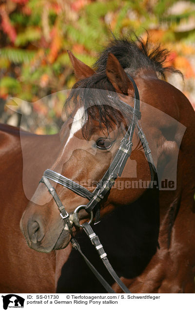 Reitpony Hengst Portrait / portrait of a pony stallion / SS-01730