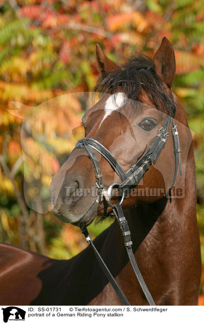 Reitpony Hengst Portrait / portrait of a pony stallion / SS-01731