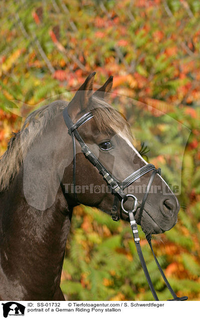 Reitpony Hengst Portrait / portrait of a pony stallion / SS-01732