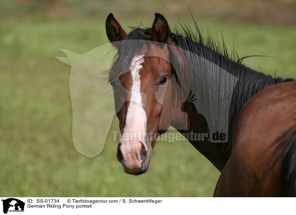 Deutsches Reitpony Portrait / Pony portrait / SS-01734