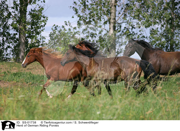 Reitpony-Herde / Herd of Ponies / SS-01738