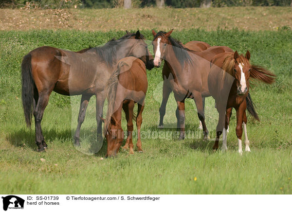 Pferde in einer Herde / herd of horses / SS-01739